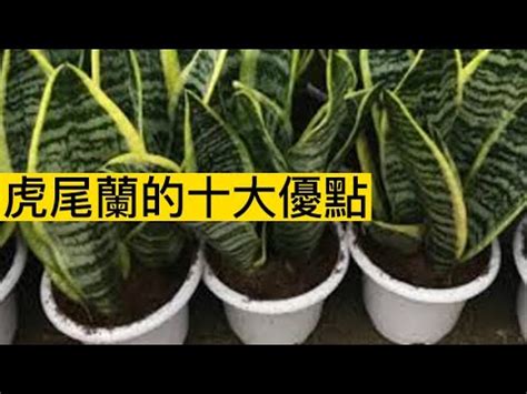 虎尾蘭品種介紹